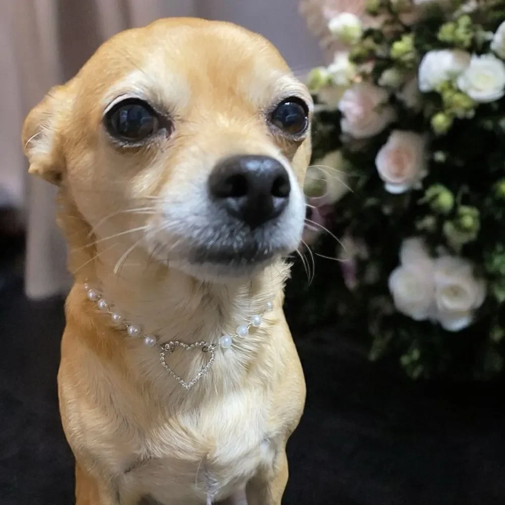 Fancy Pearl Rhinestone HeartbDog Bling Necklace Collar